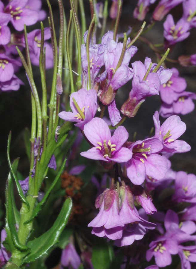 Arabis collina subsp. rosea / Arabetta rosea